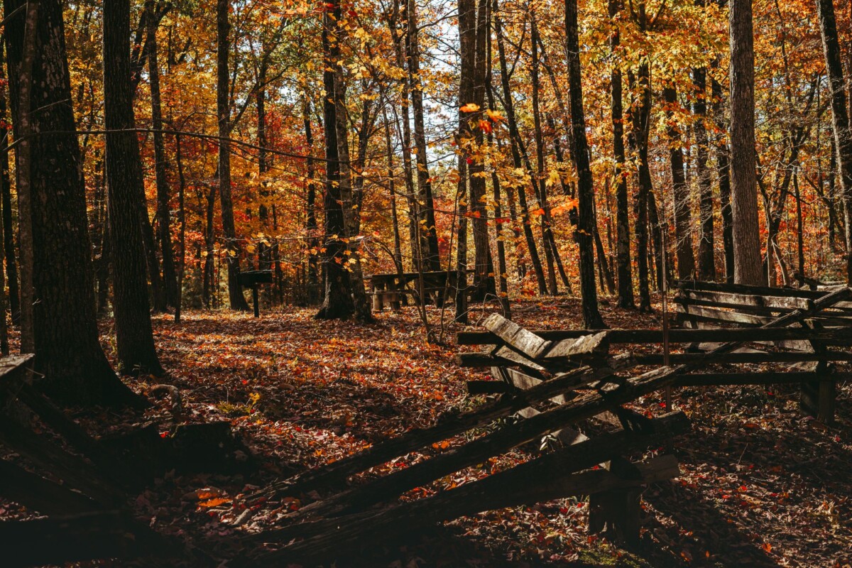 sunlit autumn forest with vibrant foliage and rustic wooden fencing | Two Scots Abroad Sunlit autumn forest with vibrant foliage and rustic wooden fencing.