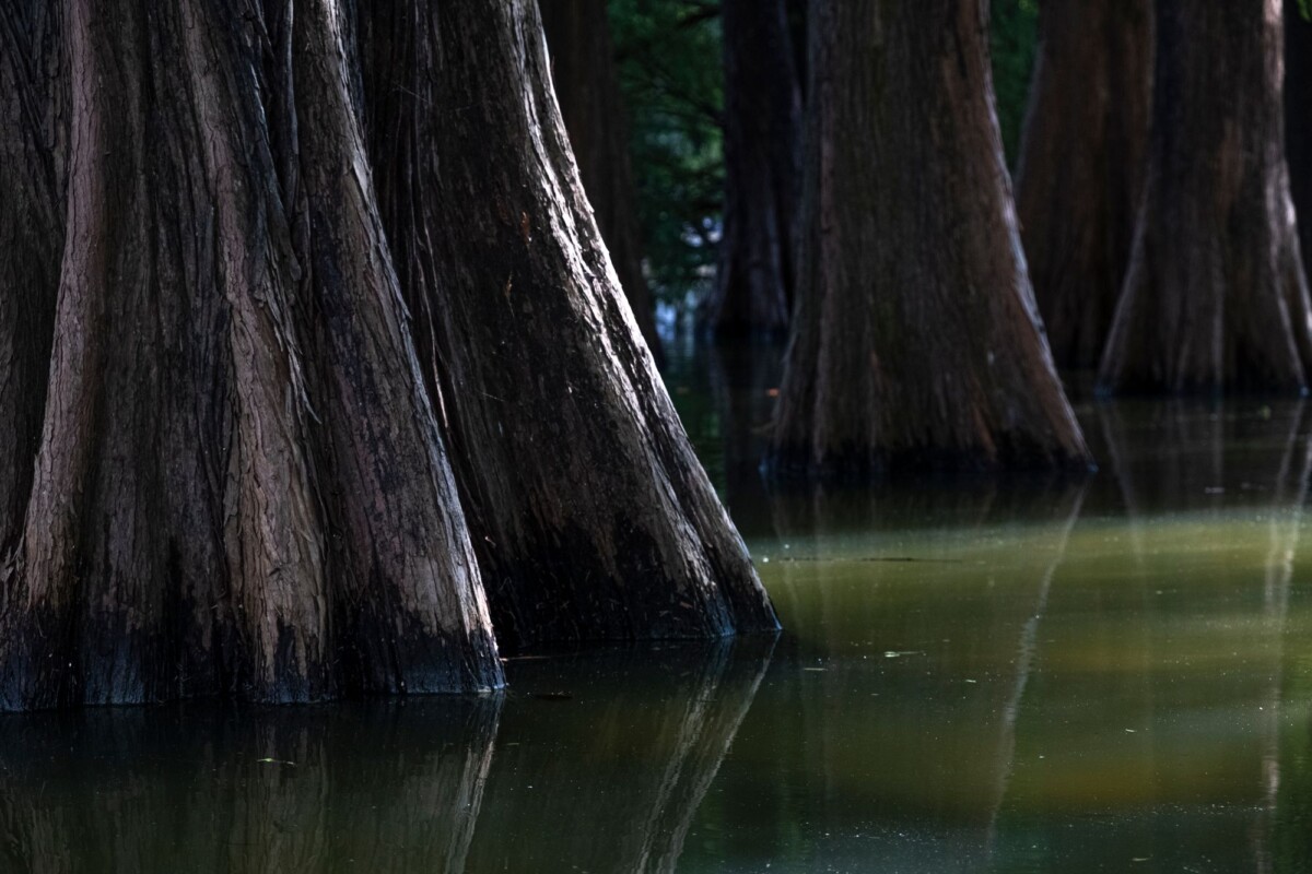 tranquil wetland scene featuring the massive trunks of cypress trees casting ref | Two Scots Abroad Tranquil wetland scene featuring the massive trunks of cypress trees casting reflections on the water.