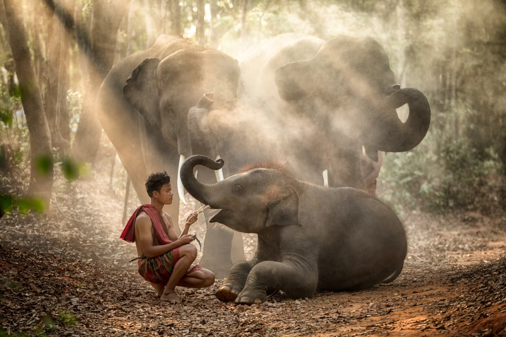 Look closely at elephant tourism claims shutterstock 1061152892 | Planning an Eco-Friendly and Ethical Trip to Chiang Mai