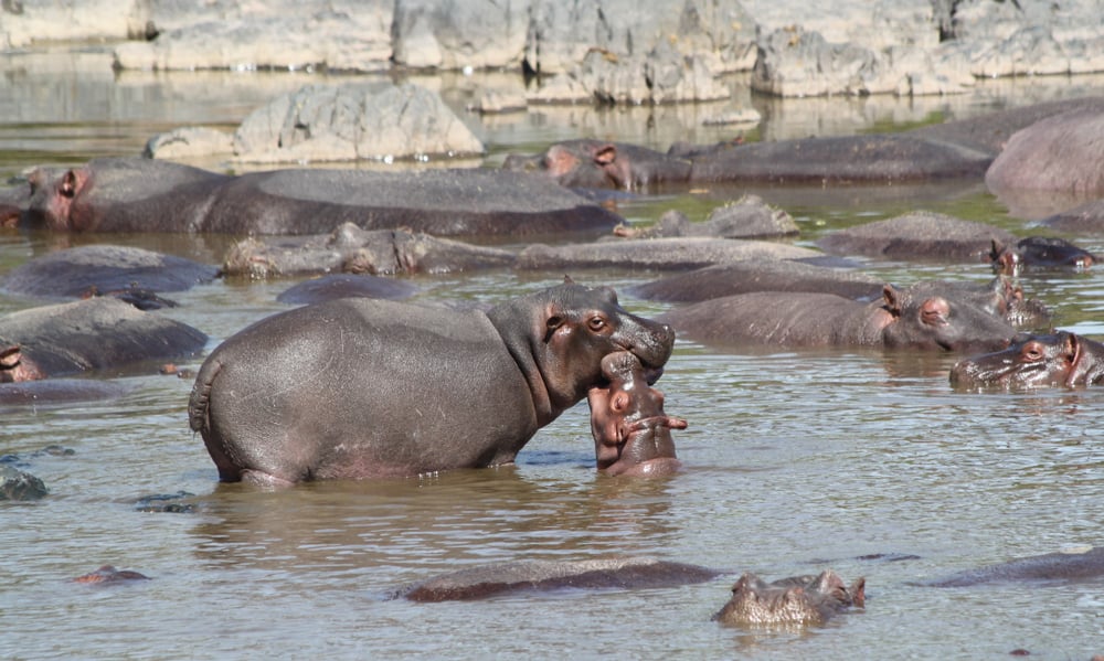 Serengeti shutterstock 1553045504 | 5 Reasons to Visit Tanzania: Kilimanjaro, Safari and Zanzibar
