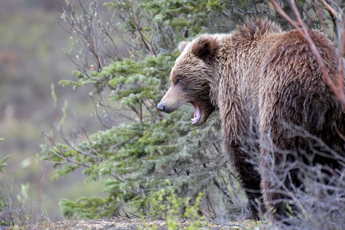 a majestic brown bear stands with mouth open in the alaskan wilderness showcasin | Two Scots Abroad A majestic brown bear stands with mouth open in the Alaskan wilderness, showcasing nature's raw power.
