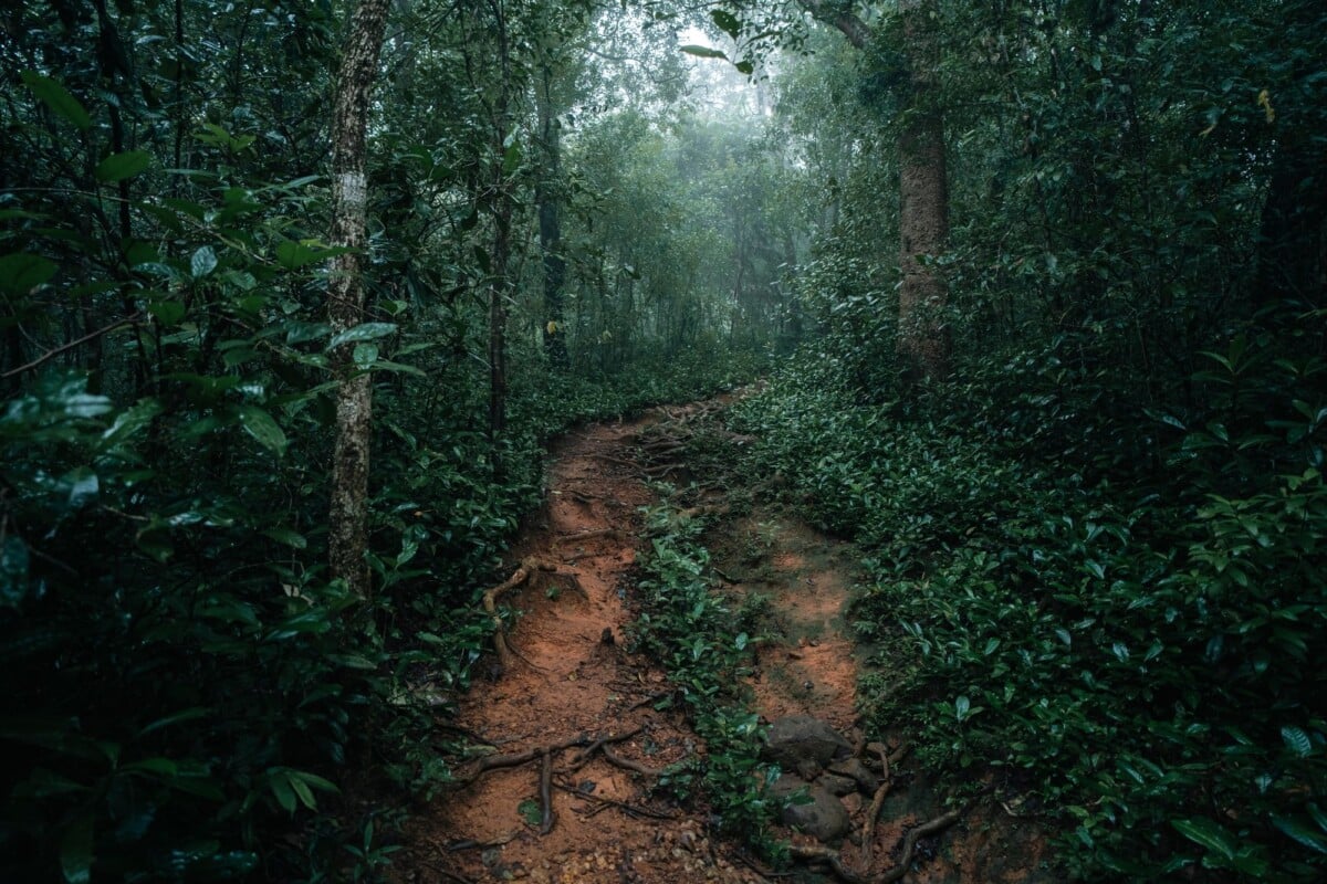 a scenic dirt path winds through a misty rainforest showcasing lush greenery and | Two Scots Abroad A scenic dirt path winds through a misty rainforest, showcasing lush greenery and tranquility.