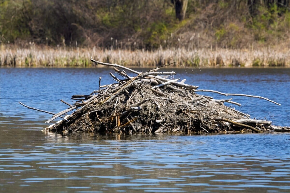 a serene view of a beaver lodge constructed with sticks and mud on a calm lake | Two Scots Abroad A serene view of a beaver lodge constructed with sticks and mud on a calm lake.