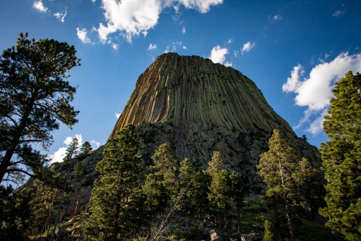 Devils Tower rising above pine trees beside its base