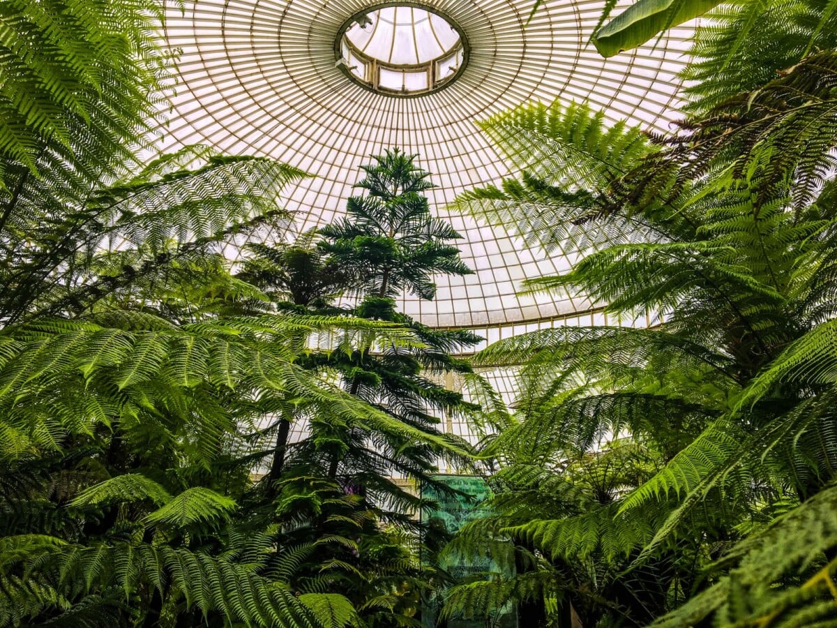explore the thriving green ferns and trees beneath a stunning dome in a scottish | Two Scots Abroad Explore the thriving green ferns and trees beneath a stunning dome in a Scottish botanical garden.