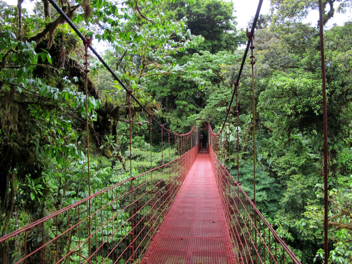 A suspension bridge through dense forest at Monteverde Cloud Forest Reserve