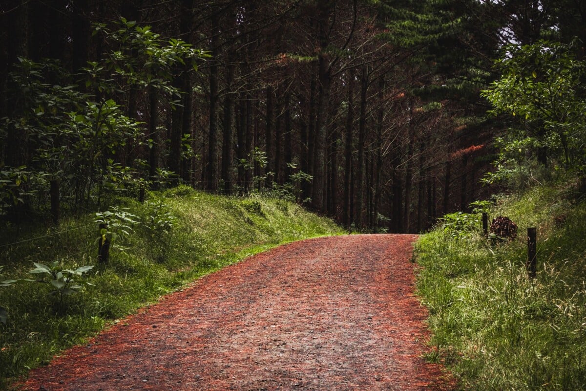 pathway through a lush forest in otaua new zealand showcasing natural beauty and | Two Scots Abroad Pathway through a lush forest in Otaua, New Zealand, showcasing natural beauty and tranquility.