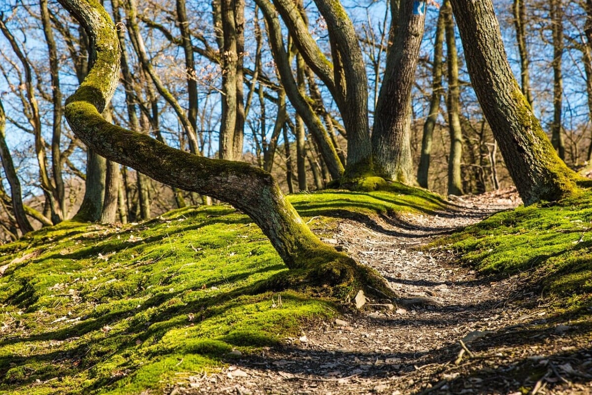shenandoah national park hikes compared at a glance | Two Scots Abroad Shenandoah National Park Hikes Compared at a Glance