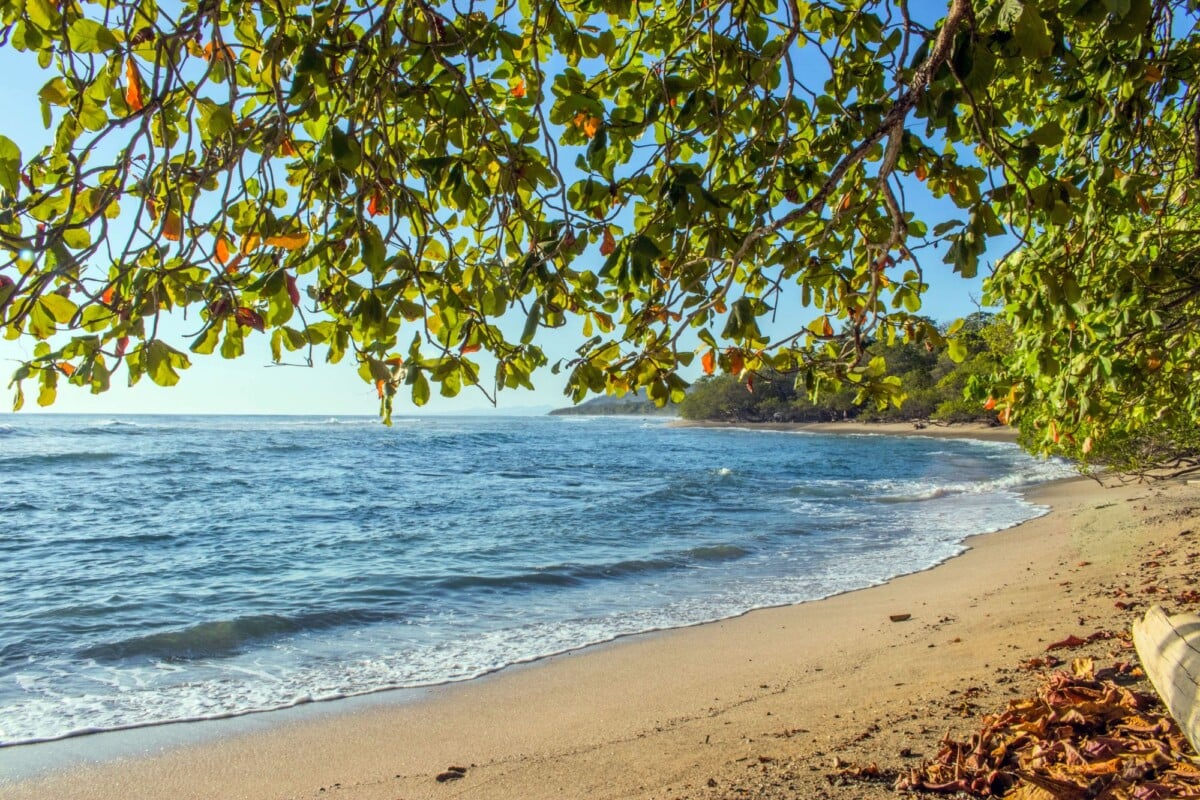 A sandy Puntarenas beach shaded by trees beside the Pacific Ocean